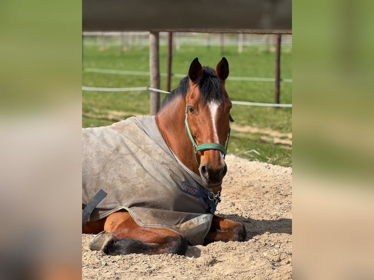 Oldenburg Gelding 17 years 17 hh Brown in Erftstadt