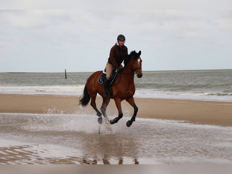 Oldenburg Gelding 17 years 17 hh Brown in Erftstadt