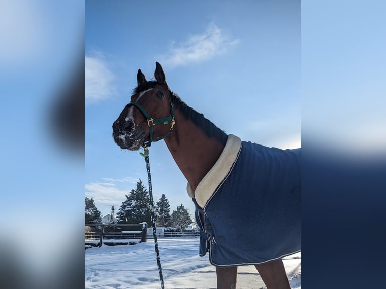 Oldenburg Gelding 17 years 17 hh Brown in Erftstadt