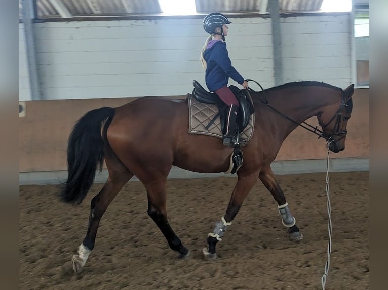 Oldenburg Gelding 17 years 17 hh Brown in Erftstadt