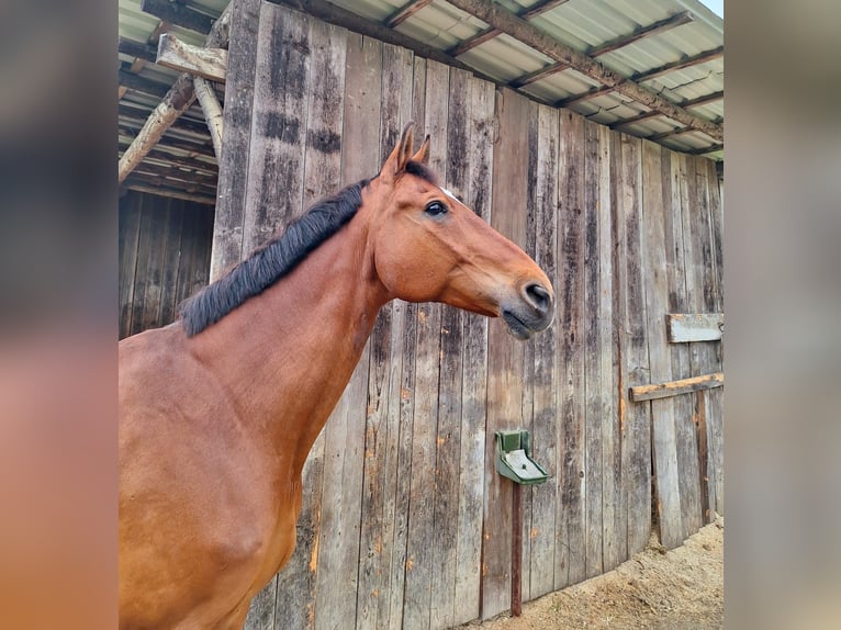 Oldenburg Gelding 17 years 17 hh Brown in Murg