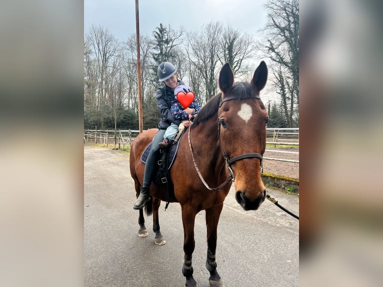 Oldenburg Gelding 17 years 17 hh Brown in Murg