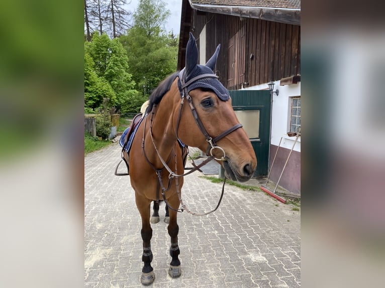 Oldenburg Gelding 17 years 17 hh Brown in Murg