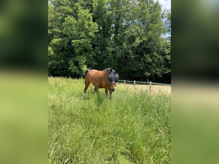 Oldenburg Gelding 17 years 17 hh Brown in Murg