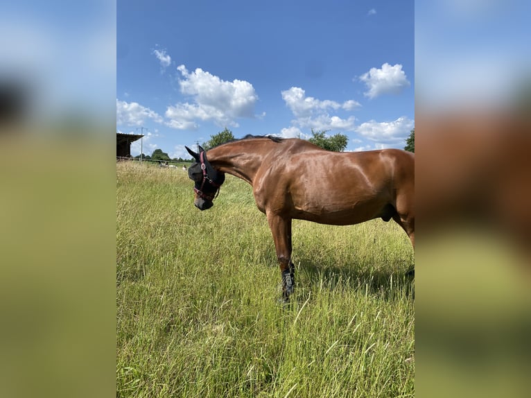 Oldenburg Gelding 17 years 17 hh Brown in Murg
