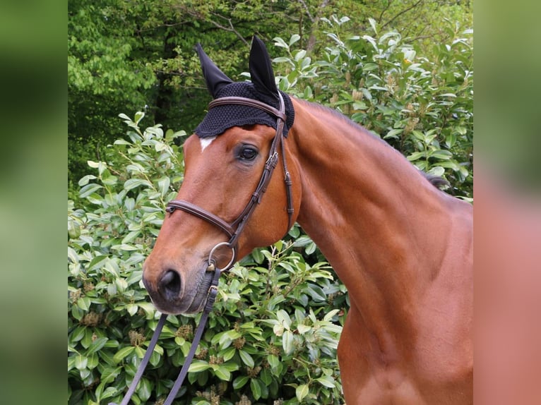 Oldenburg Gelding 17 years 17 hh Brown in Murg