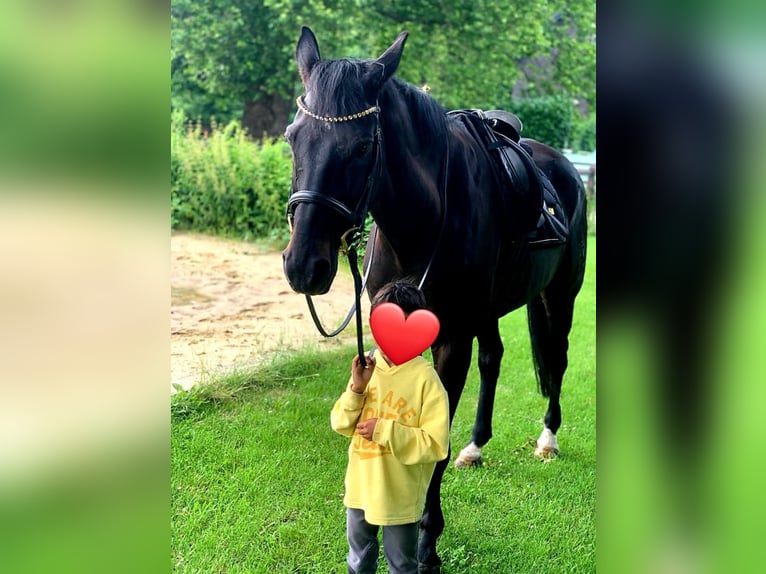 Oldenburg Gelding 18 years 16,2 hh Smoky-Black in Herne