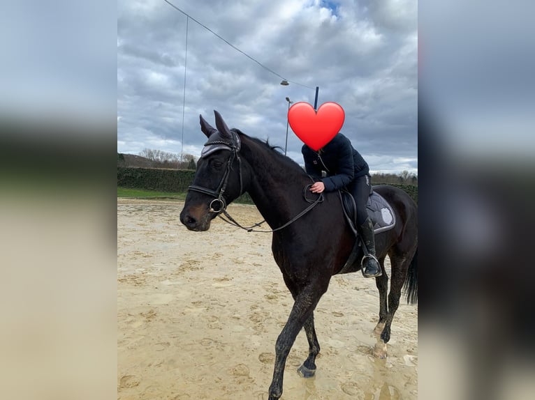 Oldenburg Gelding 18 years 16,2 hh Smoky-Black in Herne