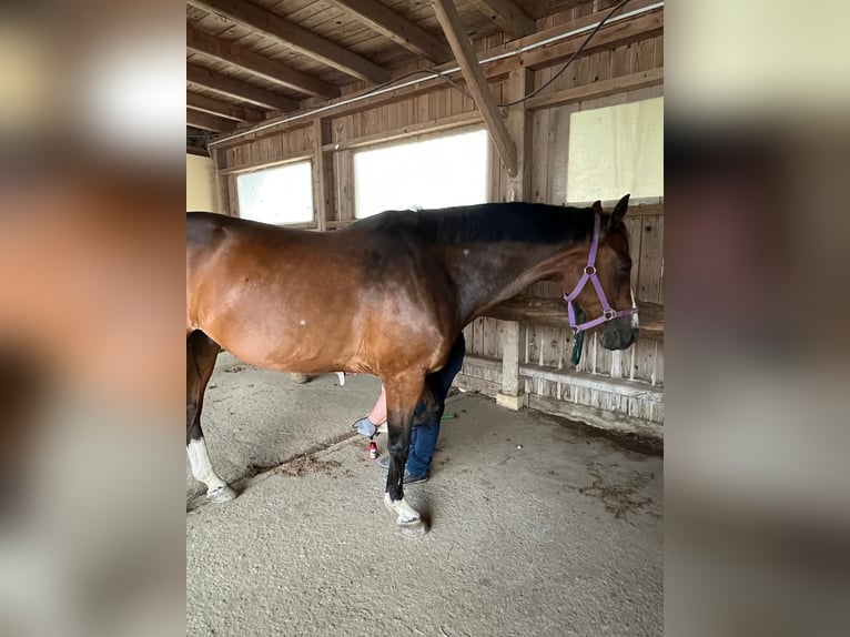 Oldenburg Gelding 18 years 16 hh Brown in Villach