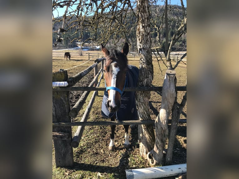 Oldenburg Gelding 18 years 16 hh Brown in Villach