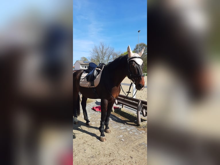 Oldenburg Gelding 18 years 16,2 hh Bay-Dark in Hadamar