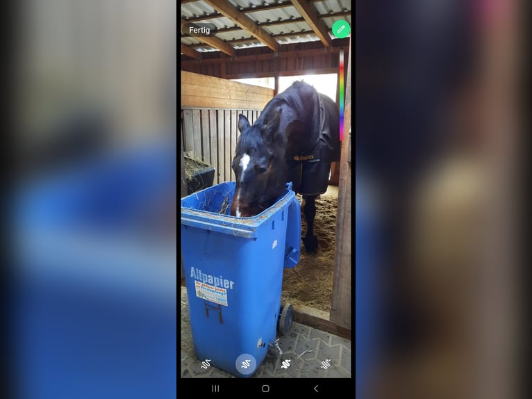 Oldenburg Gelding 18 years 16,2 hh Bay-Dark in Hadamar