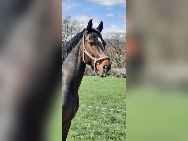 Oldenburg Gelding 18 years 16,2 hh Bay-Dark in Hadamar