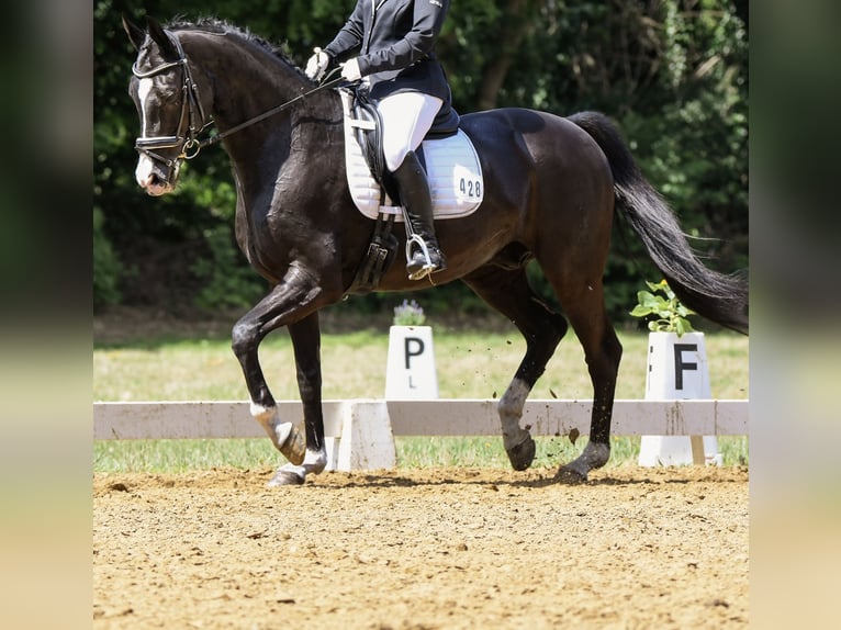 Oldenburg Gelding 18 years 16,2 hh Black in Bremen
