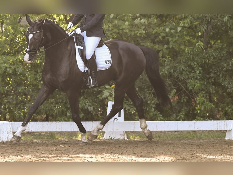 Oldenburg Gelding 18 years 16,2 hh Black in Bremen