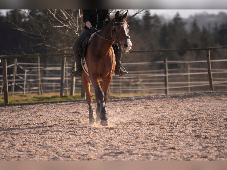 Oldenburg Gelding 18 years 17 hh Brown in Ellwangen (Jagst)