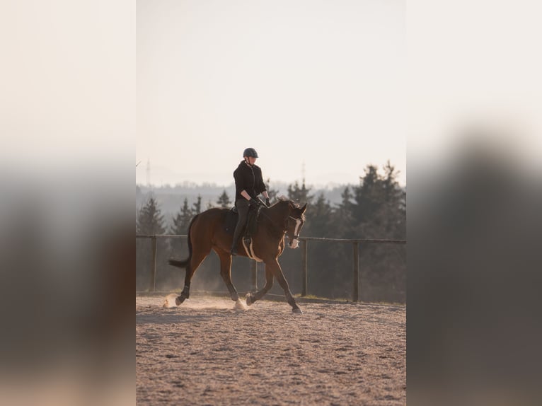 Oldenburg Gelding 18 years 17 hh Brown in Ellwangen (Jagst)