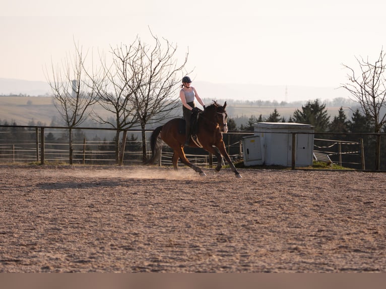 Oldenburg Gelding 18 years 17 hh Brown in Ellwangen (Jagst)