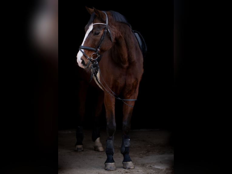 Oldenburg Gelding 18 years 17 hh Brown in Ellwangen (Jagst)