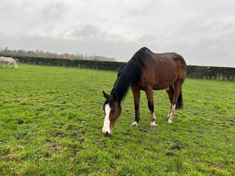 Oldenburg Gelding 18 years 17 hh Brown in Heeze