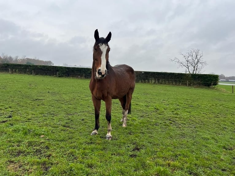 Oldenburg Gelding 18 years 17 hh Brown in Heeze