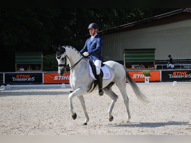 Oldenburg Gelding 18 years 17 hh Grey in Ruppertshofen