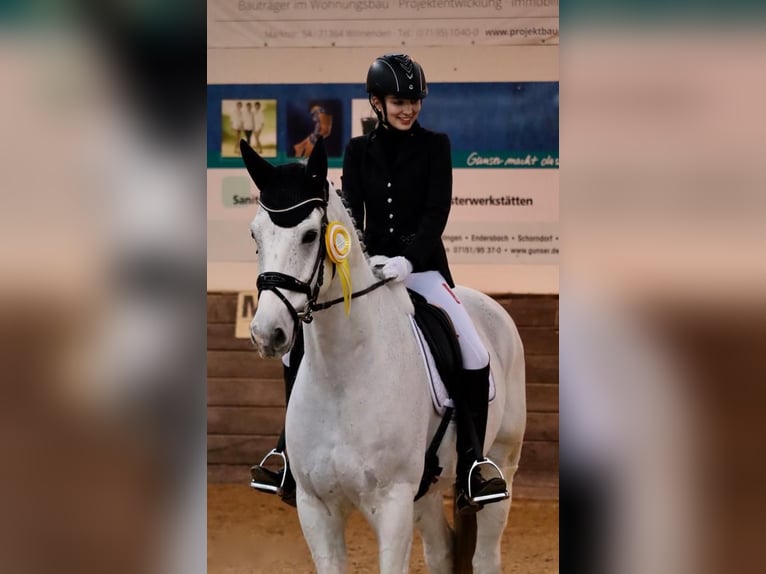Oldenburg Gelding 18 years 17 hh Grey in Ruppertshofen
