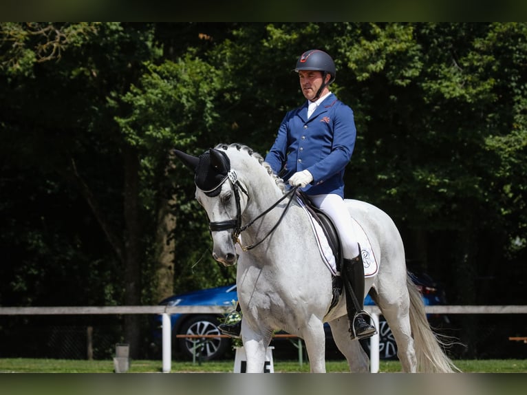 Oldenburg Gelding 18 years 17 hh Grey in Ruppertshofen