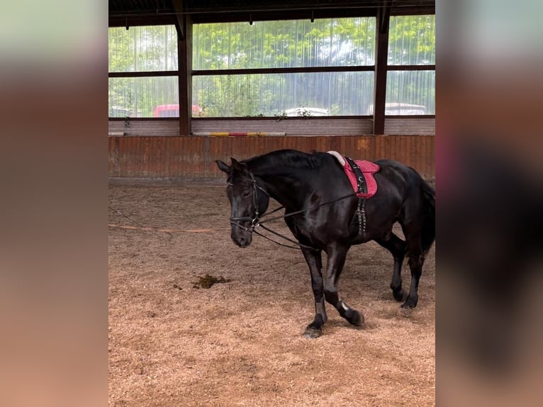 Oldenburg Gelding 18 years 17,3 hh Black in Rosengarten