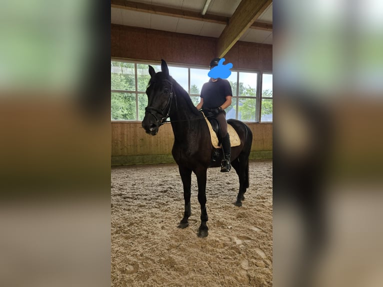 Oldenburg Gelding 18 years 17,3 hh Black in Rosengarten