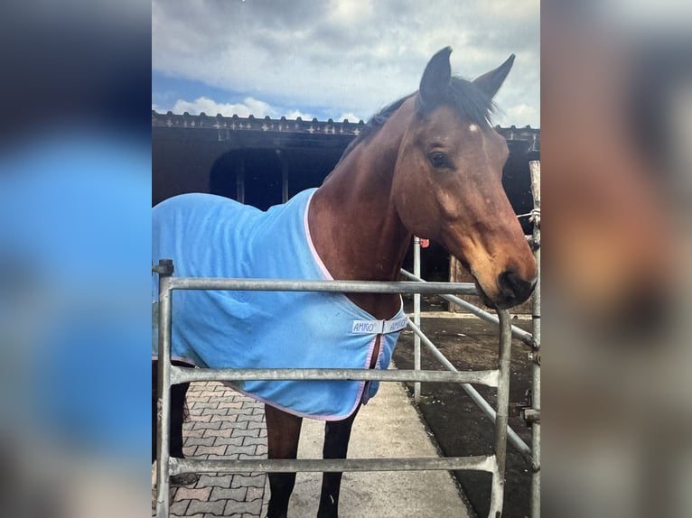 Oldenburg Gelding 19 years 16.1 hh Brown in St. Gallen