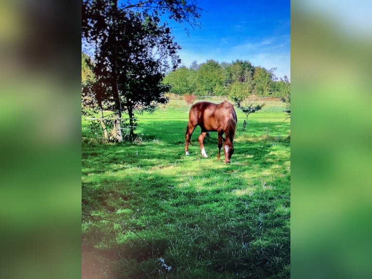 Oldenburg Gelding 19 years 16,1 hh Chestnut-Red in Moormerland