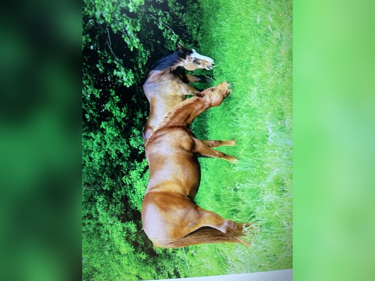 Oldenburg Gelding 19 years 16,1 hh Chestnut-Red in Moormerland