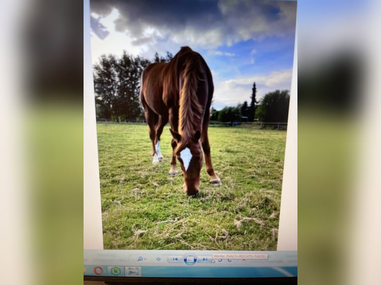 Oldenburg Gelding 19 years 16,1 hh Chestnut-Red in Moormerland