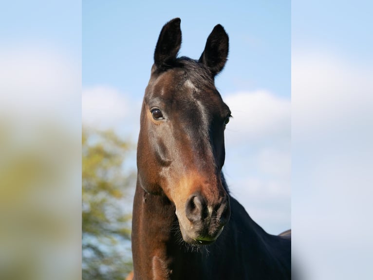 Oldenburg Gelding 19 years 16 hh Bay-Dark in Ottendorf
