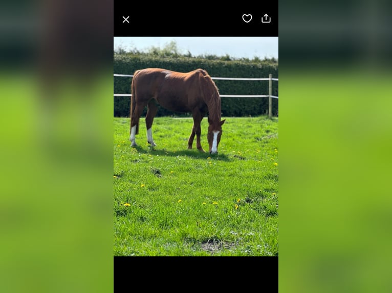 Oldenburg Gelding 19 years 16 hh Chestnut-Red in Römstedt