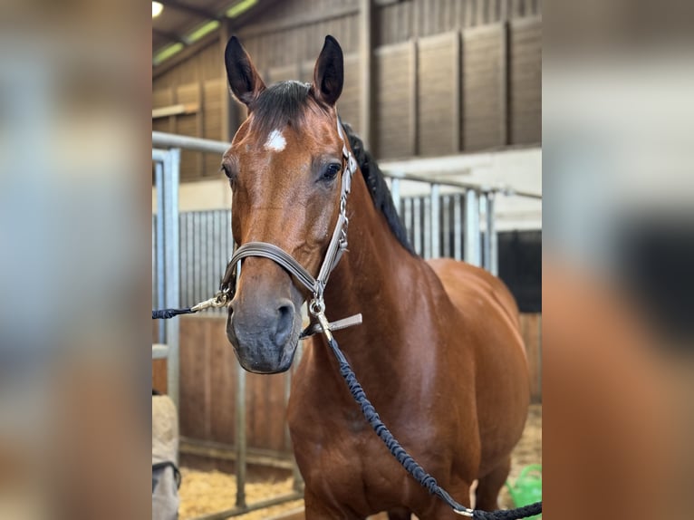 Oldenburg Gelding 19 years 16,1 hh Brown in Bad Schwartau