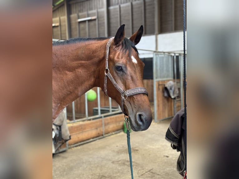 Oldenburg Gelding 19 years 16,1 hh Brown in Bad Schwartau