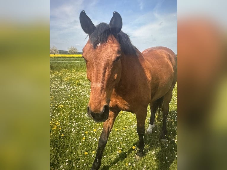 Oldenburg Gelding 19 years 16,1 hh Brown in St. Gallen