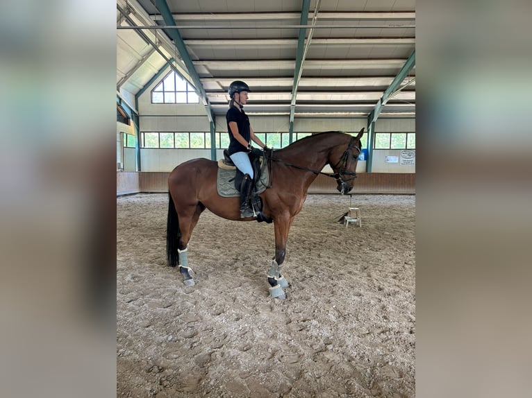 Oldenburg Gelding 19 years 17,2 hh Brown in Griesheim