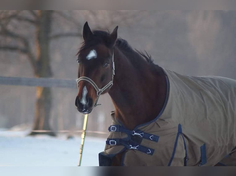 Oldenburg Gelding 19 years 17 hh Brown in Hausmening