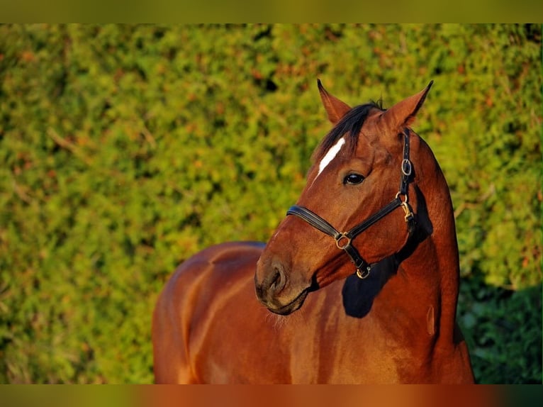 Oldenburg Gelding 19 years 17,2 hh Brown in Forstinning