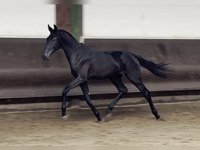 Oldenburg Gelding 1 year 16,1 hh Black in Bramsche