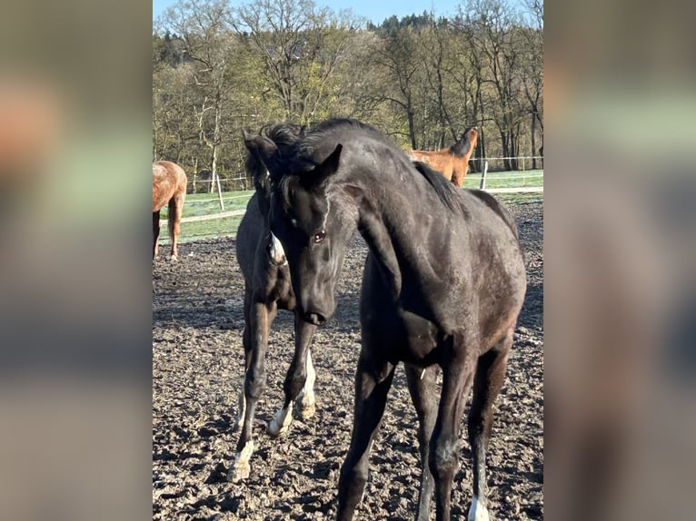 Oldenburg Gelding 1 year 16.1 hh Black in Schöneck/Vogtland