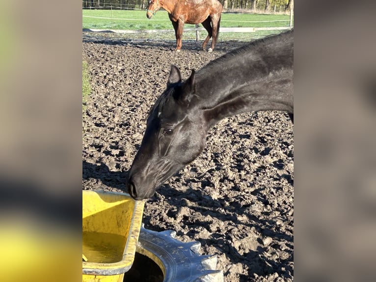 Oldenburg Gelding 1 year 16.1 hh Black in Schöneck/Vogtland