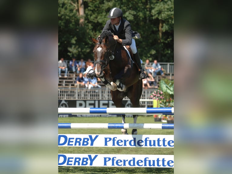 Oldenburg Gelding 1 year 16,2 hh Bay-Dark in Bramsche