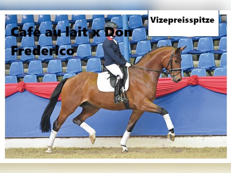 Oldenburg Gelding 1 year 16,2 hh Bay-Dark in Bramsche