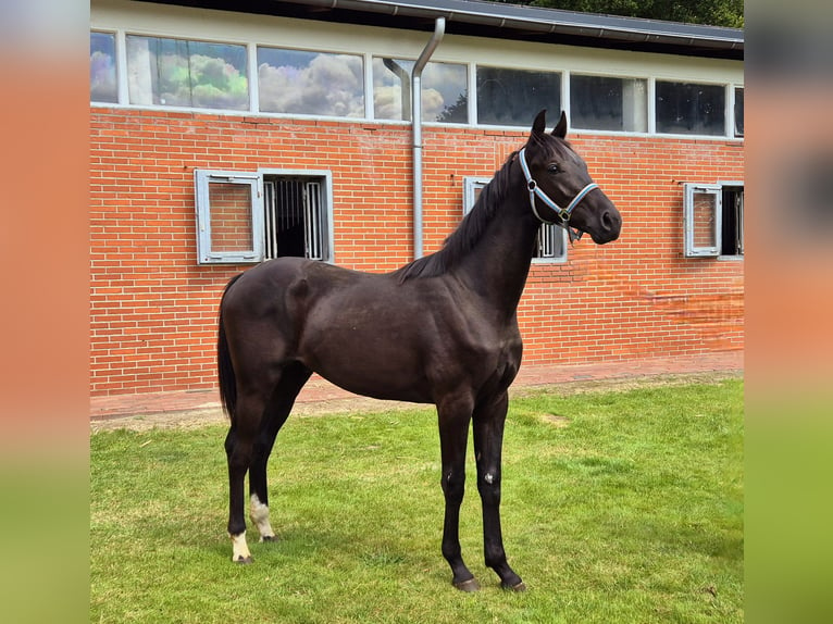 Oldenburg Gelding 1 year 16,2 hh Black in Drentwede