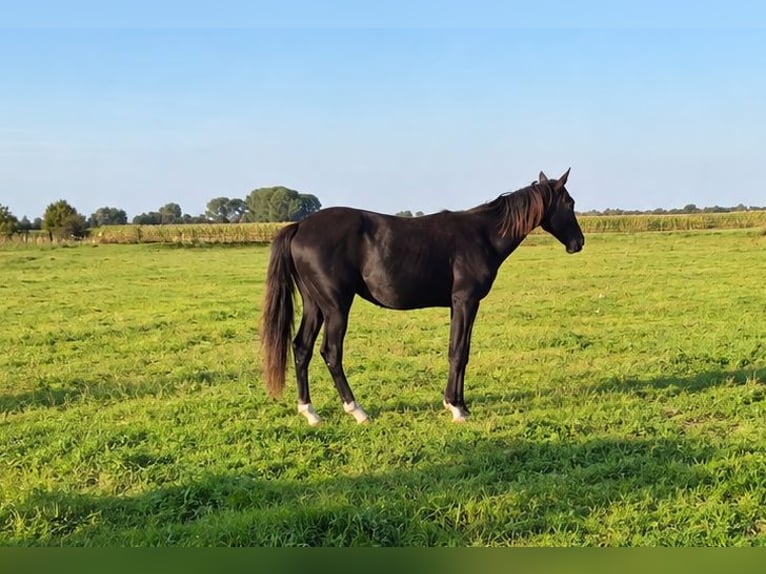 Oldenburg Gelding 1 year 16.2 hh Black in Oyten