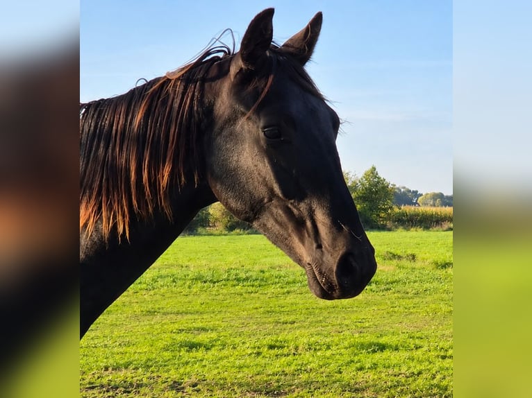 Oldenburg Gelding 1 year 16.2 hh Black in Oyten
